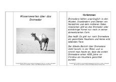 Mini-Buch-für-Lapbook-Dromedar-Lesetext.pdf